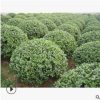 批發供應 金葉女貞 蕭山 基地直銷 金葉女貞 各種綠化 工程用苗