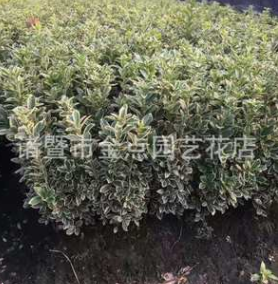 金邊黃楊 農戶直銷 金邊黃楊毛柱子 小毛球 色塊 地被類 大量批發
