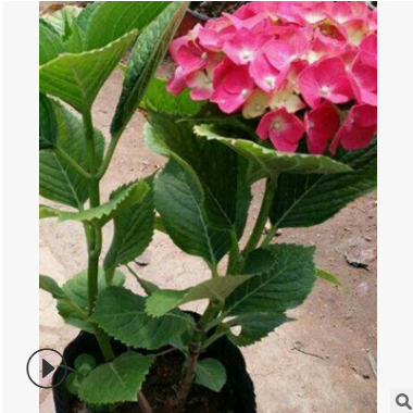 繡球八仙花 蕭山農戶直銷 八仙花 月季花 品種齊全 大量批發 價優