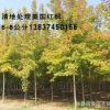 批發(fā)美國(guó)紅楓 美國(guó)紅楓價(jià)格 秋火焰樹(shù)苗