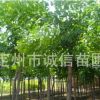 千頭椿工程苗