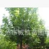 定州喬木白蠟 白蠟批發(fā)銷售白蠟苗木基地