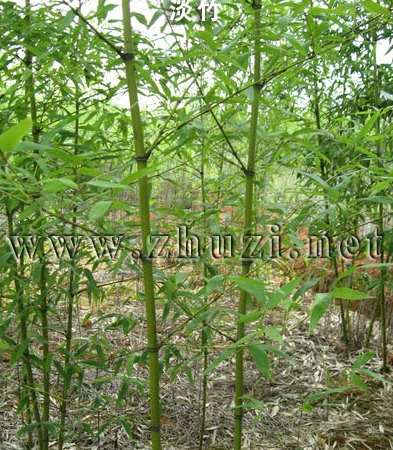 黃槽竹、黃桿京竹、淡竹、桂竹、水竹