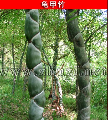 龜甲竹