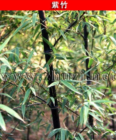紫竹、花桿早園竹、方竹、錦竹(白紋陰陽竹)