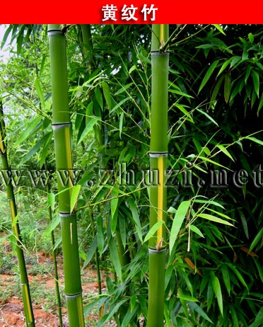 黃紋竹