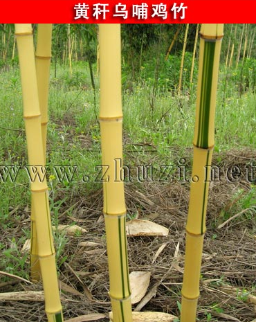 竹子、竹類植物、觀賞竹、竹苗、竹種