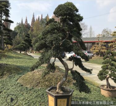 精品私家庭院花園屋頂觀賞植物金彈子，羅漢松盆景樁頭