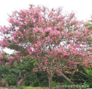 基地供應各種規格行道樹庭院風景樹濕地綠化樹工地綠化優質紫薇樹