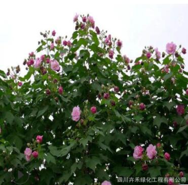 苗圃批發各種規格叢生獨桿木芙蓉庭院花園花壇風景樹防護樹綠化樹