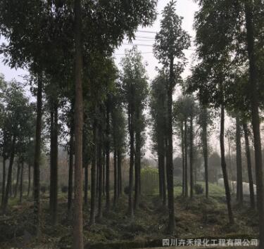 基地供應行道樹風景樹 庭蔭樹工地綠化喬木10cm-25cm優質香樟