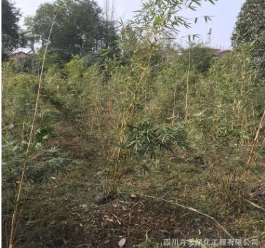 基地供應庭院水景綠籬灌叢花壇植物各種規格優質琴絲竹
