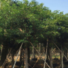 貴州云南廣西胸徑15-20公分小葉榕2萬棵袋苗木移植苗 半冠全冠