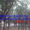 綠化苗木 印度橡膠榕 橡皮樹胸徑5-10公分 福建漳州橡皮榕傾銷