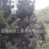 基地直銷 羅漢松小苗 小葉羅漢松 四季青羅漢松 羅漢松種植基地