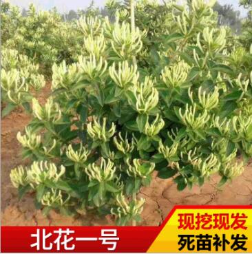 基地種植金銀花苗 多品種四季金銀花苗現挖現發北花一號金銀花苗