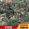 基地種植大紅袍花椒苗 現挖現發高成活花椒苗大青稞園林苗木