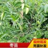 基地種植磨盤棗龍須棗各種品種苗棗苗 高成活率種植棗苗園林苗木