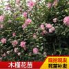 基地種植木槿花樹苗 綠化苗木行道風景樹木槿花苗批發現挖現發苗