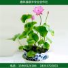 水生植物 盆栽荷花 園林植物 基地直銷價格便宜觀賞型荷花