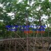 綠化苗木袋苗 鳳凰木 紅花楹胸徑5-10 福建漳州基地傾銷