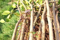 江西浙江廣東 高山榕 胸徑5-8公分 福建漳州基地傾銷