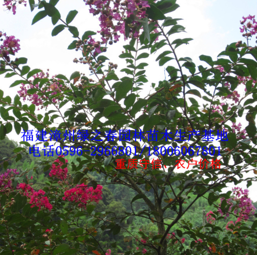 基地自產直銷胸徑5-8公分小葉紫薇 袋苗 福建漳州假植苗清場出售