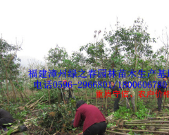 福建漳州基地傾銷 秋楓胸徑5-10公分袋苗假植苗 農戶價格