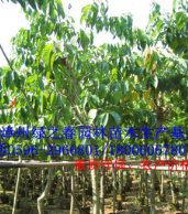 胸徑8-10公分大葉紫薇地苗 福建漳州基地大花紫薇袋苗清場出售