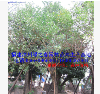 基地清場胸徑10-15公分雞冠刺桐地苗袋苗 福建漳州假植苗冠幅優美