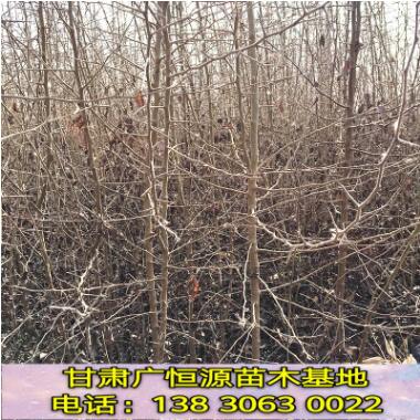 杜梨 嫁接庫爾勒香梨等梨子梨砧木