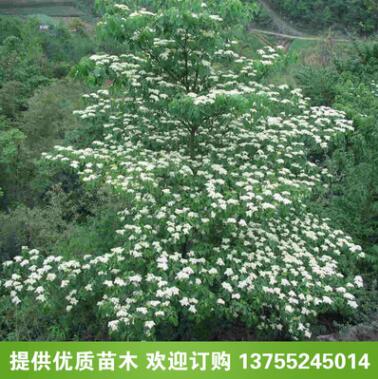 優質燈臺樹樹苗 花木花卉綠化小苗 花卉植物 工程綠化苗木