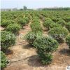 龜甲冬青球批發工程道路綠化苗木園林花壇綠籬龜甲冬青苗基地直銷