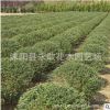 小葉女貞球批發工程綠化苗木常綠灌木園林綠化綠籬植物小葉女貞球