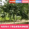 批發(fā)供應(yīng)高品質(zhì)樸樹(shù) 園林綠化景觀樹(shù) 公園庭蔭樹(shù)行道風(fēng)景綠化樹(shù)