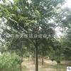 句容種植基地批發(fā)直供多年生綠化工程櫸樹(shù)
