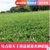 廠家批發(fā)綠化真草坪草皮百慕大草皮 耐踐踏公園球場(chǎng)草皮量大