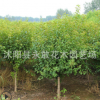 榆葉梅樹苗批發庭院精品盆景榆葉梅 園林工程綠化花木梅花苗