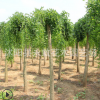 垂槐樹苗批發工程綠化苗木行道造型樹四季常青美化環境規格齊全