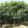七葉樹樹苗批發優質行道風景樹 園林工程綠化苗木 紅花七葉樹小苗