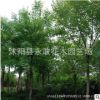元寶楓樹苗批發園林工程綠化苗木 元寶楓小苗行道風景樹規格齊全