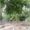 青楓樹苗工程綠化苗木四季常青行道點綴規格齊全量大從優青楓樹苗