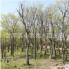 樸樹樹苗批發工程綠化苗木 精品造型樸樹盆景庭院種植 樸樹苗