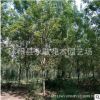 白蠟樹苗基地批發工程綠化苗木行道綠籬庭蔭樹白臘苗規格齊全