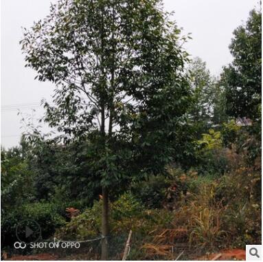 綠化樹行道樹樂昌漢笑