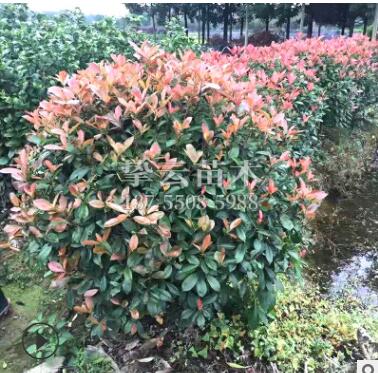 綠化工程專用紅葉石楠球園林景觀樹規格齊全