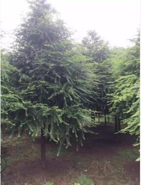 湖南基地大量低價供應綠化樹色塊小毛球紅豆杉