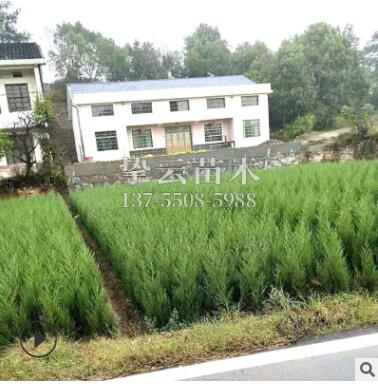 塔柏樹直銷工程綠化行道樹松柏樹批發現貨