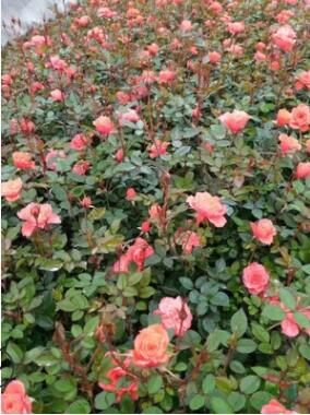 工程綠化月季花色塊小毛球湖南基地直銷