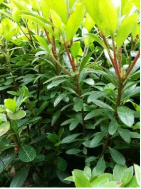 工程綠化夏鵑色塊小毛球湖南基地直銷